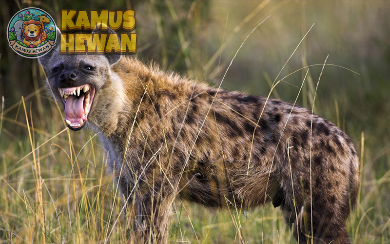 Hyena
