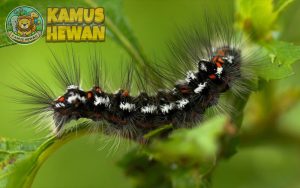 Ulat Bulu Fakta Bahaya Dan Cara Mengatasinya