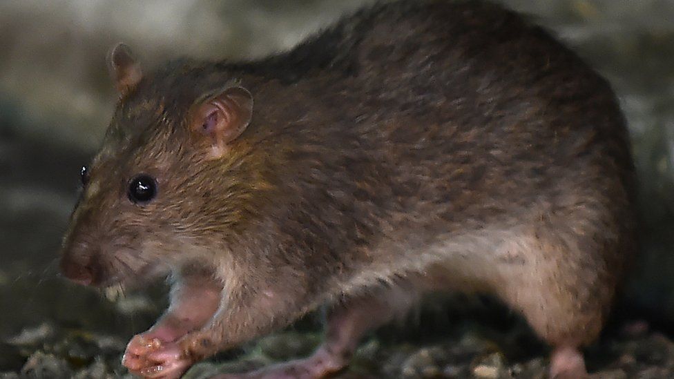  Tikus