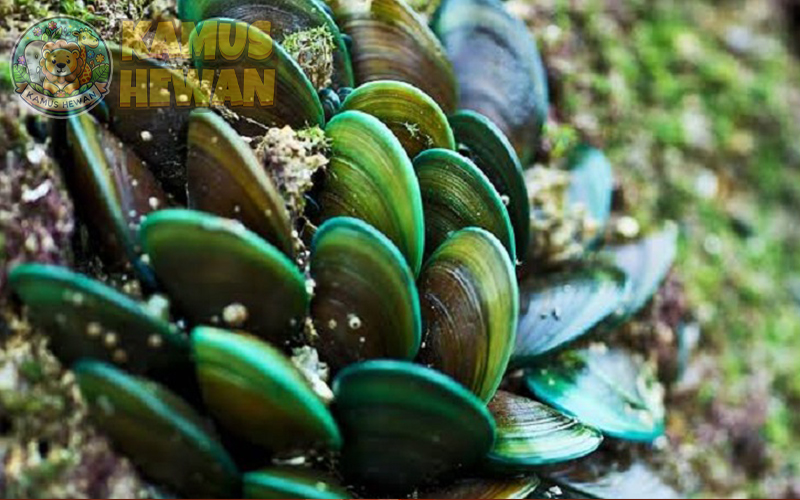Kerang Hijau