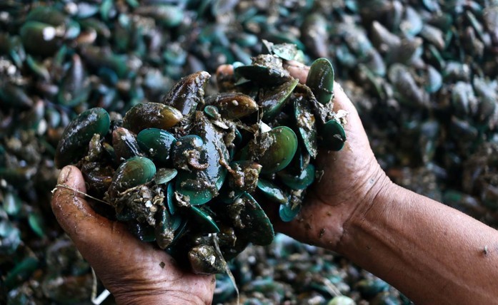 Kerang Hijau