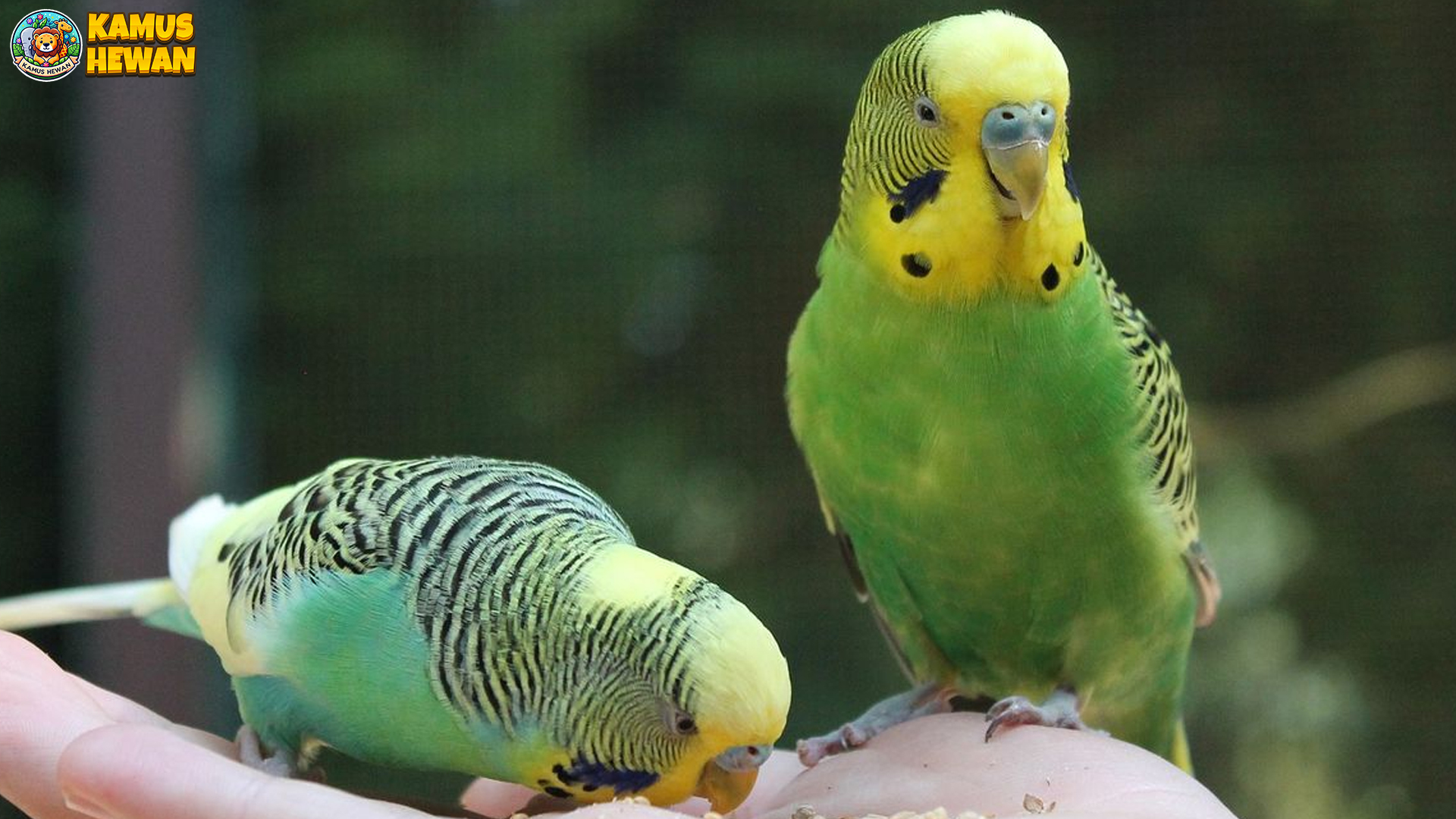 Parkit: Burung Kecil dengan Warna-Warni Memesona