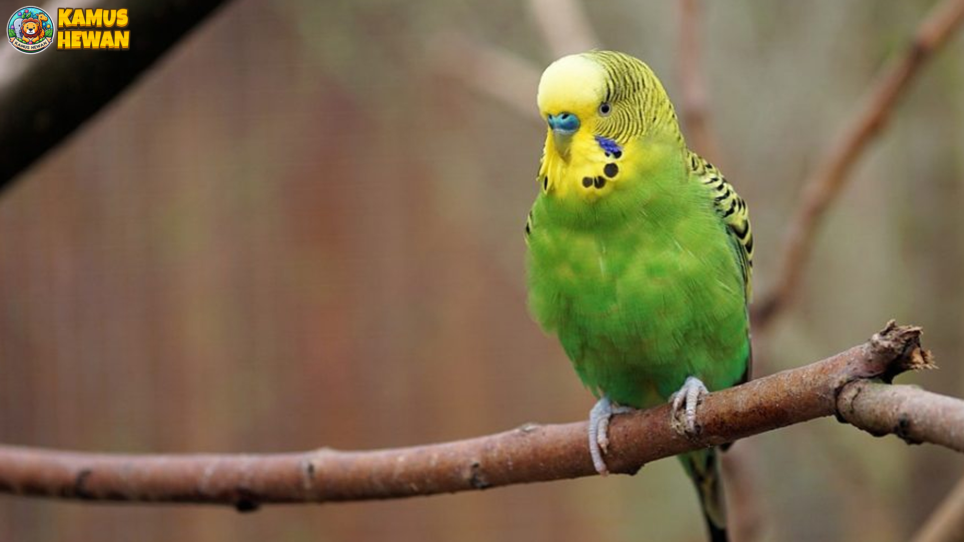 Parkit: Burung Kecil dengan Warna-Warni Memesona