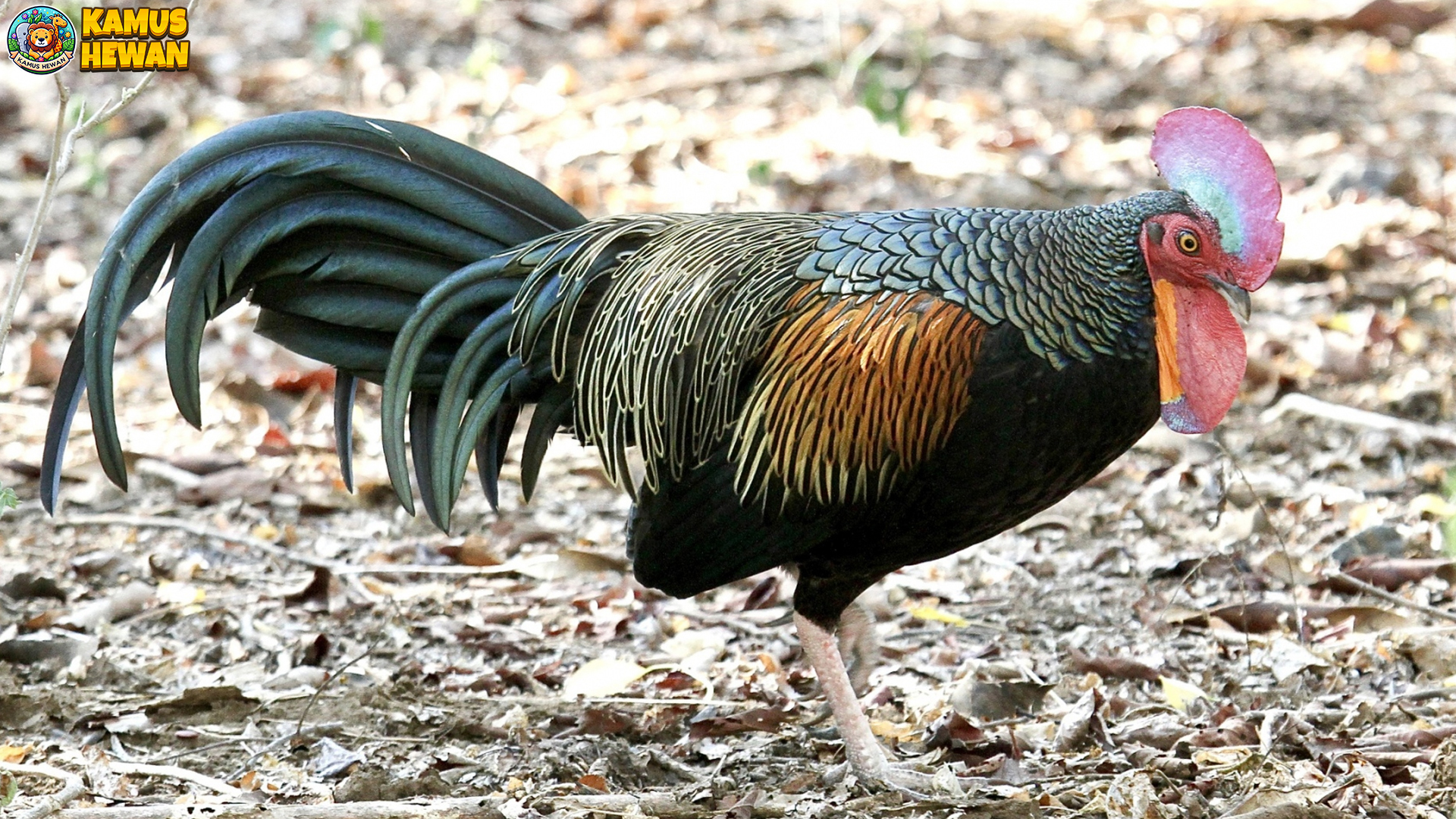 Mengenal Ayam Hutan Hijau: Menelusuri Dunia Avifauna Tropis