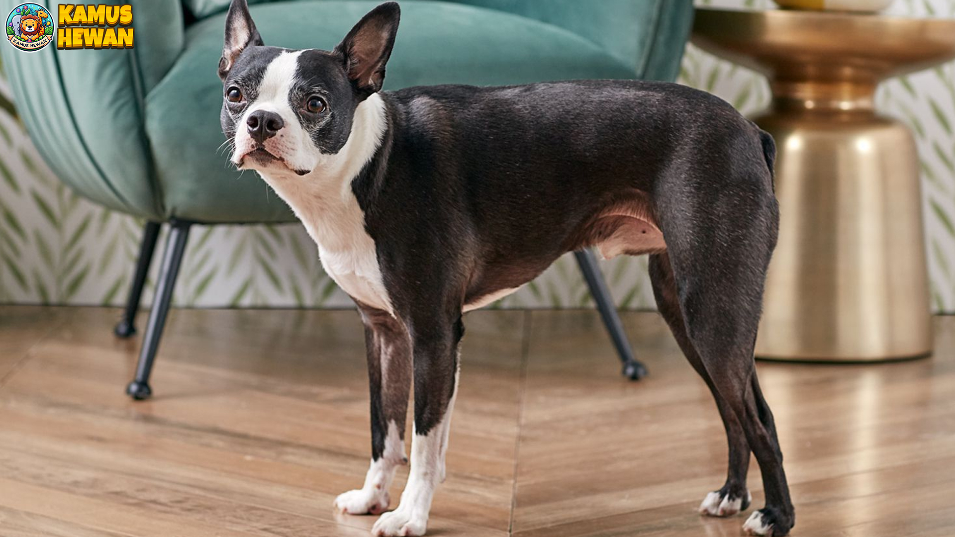 Boston Terrier: Anjing Kecil Penuh Semangat dan Penuh Cinta