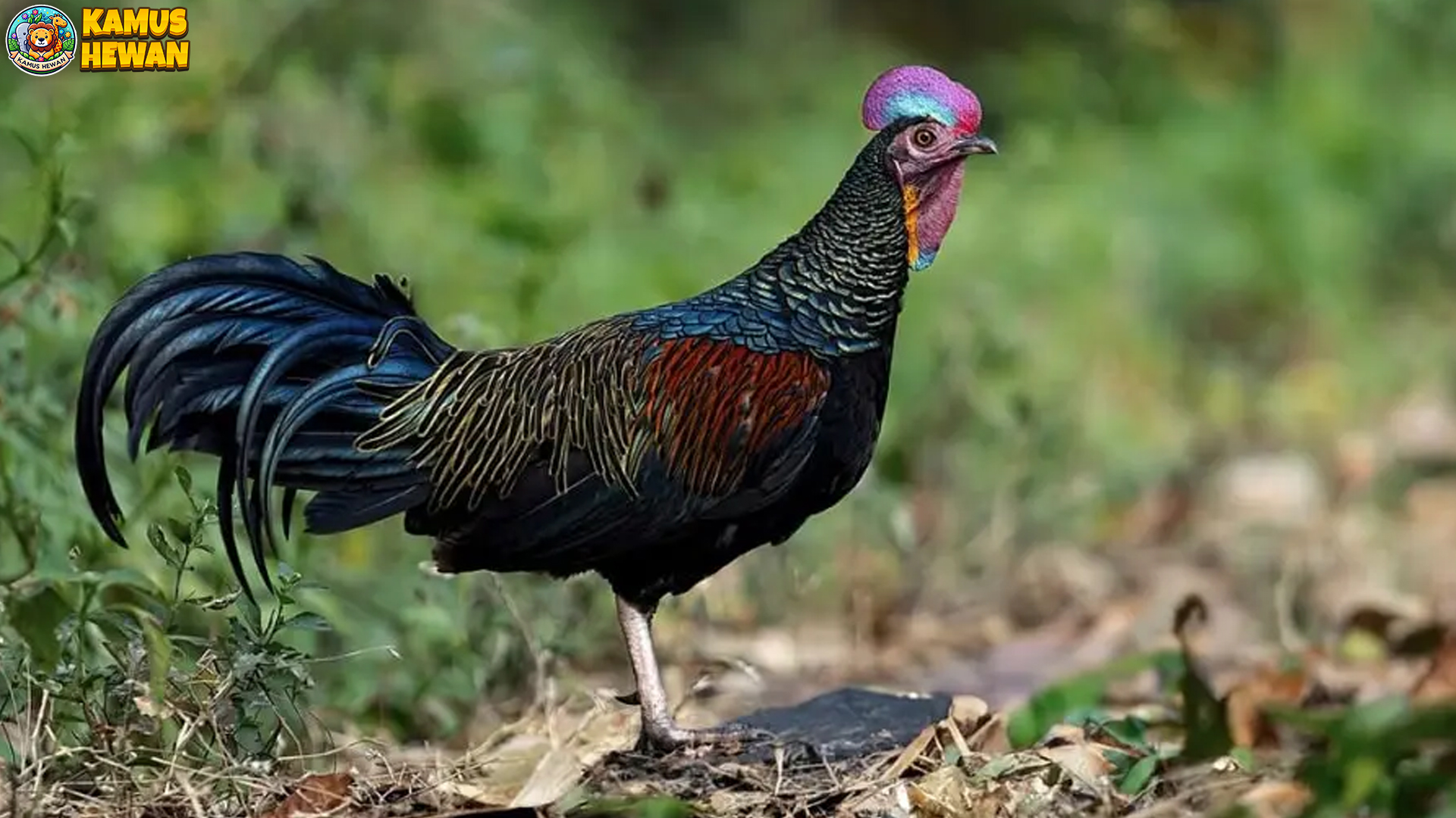Mengenal Ayam Hutan Hijau: Menelusuri Dunia Avifauna Tropis