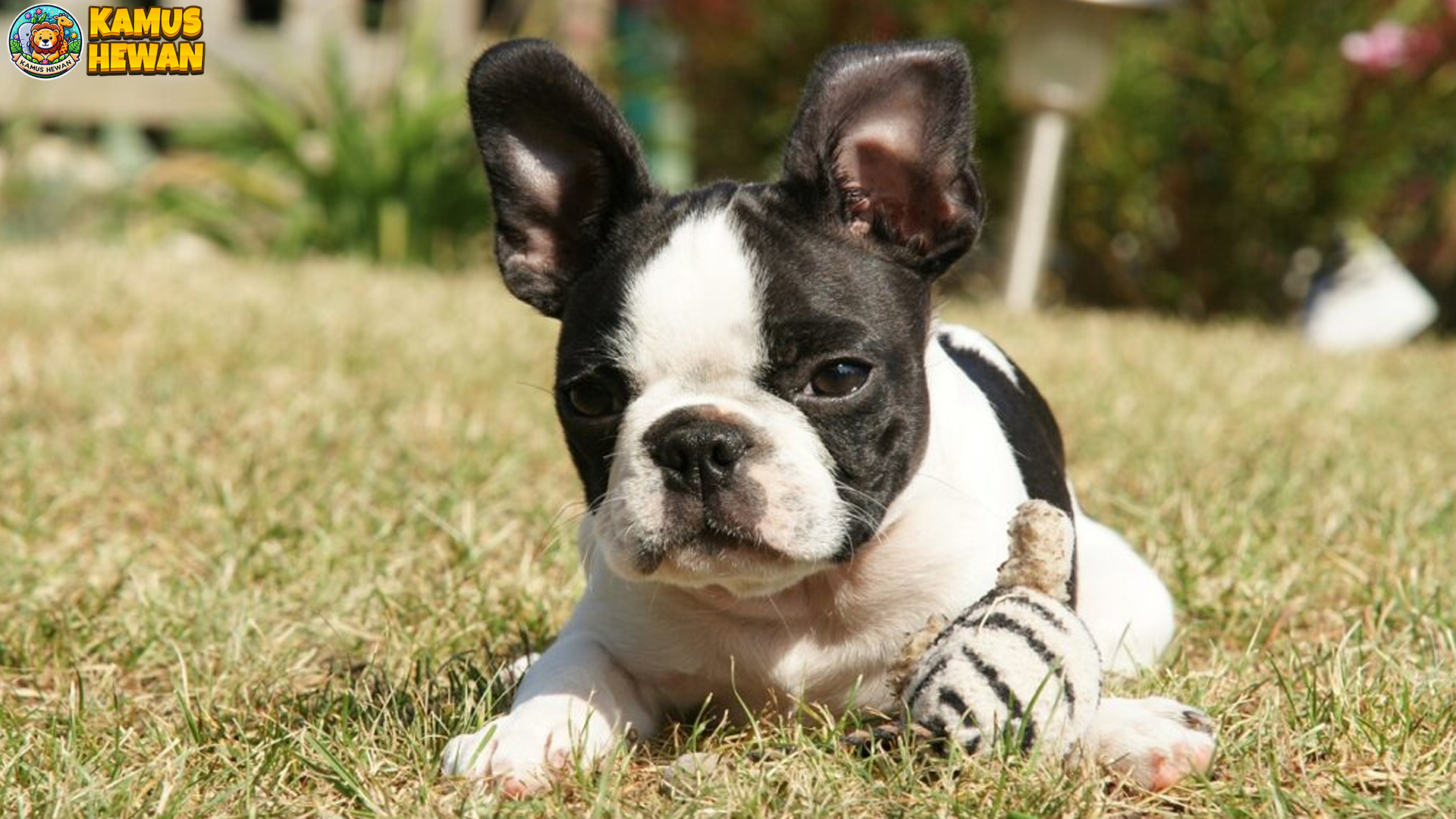 Boston Terrier: Anjing Kecil Penuh Semangat dan Penuh Cinta