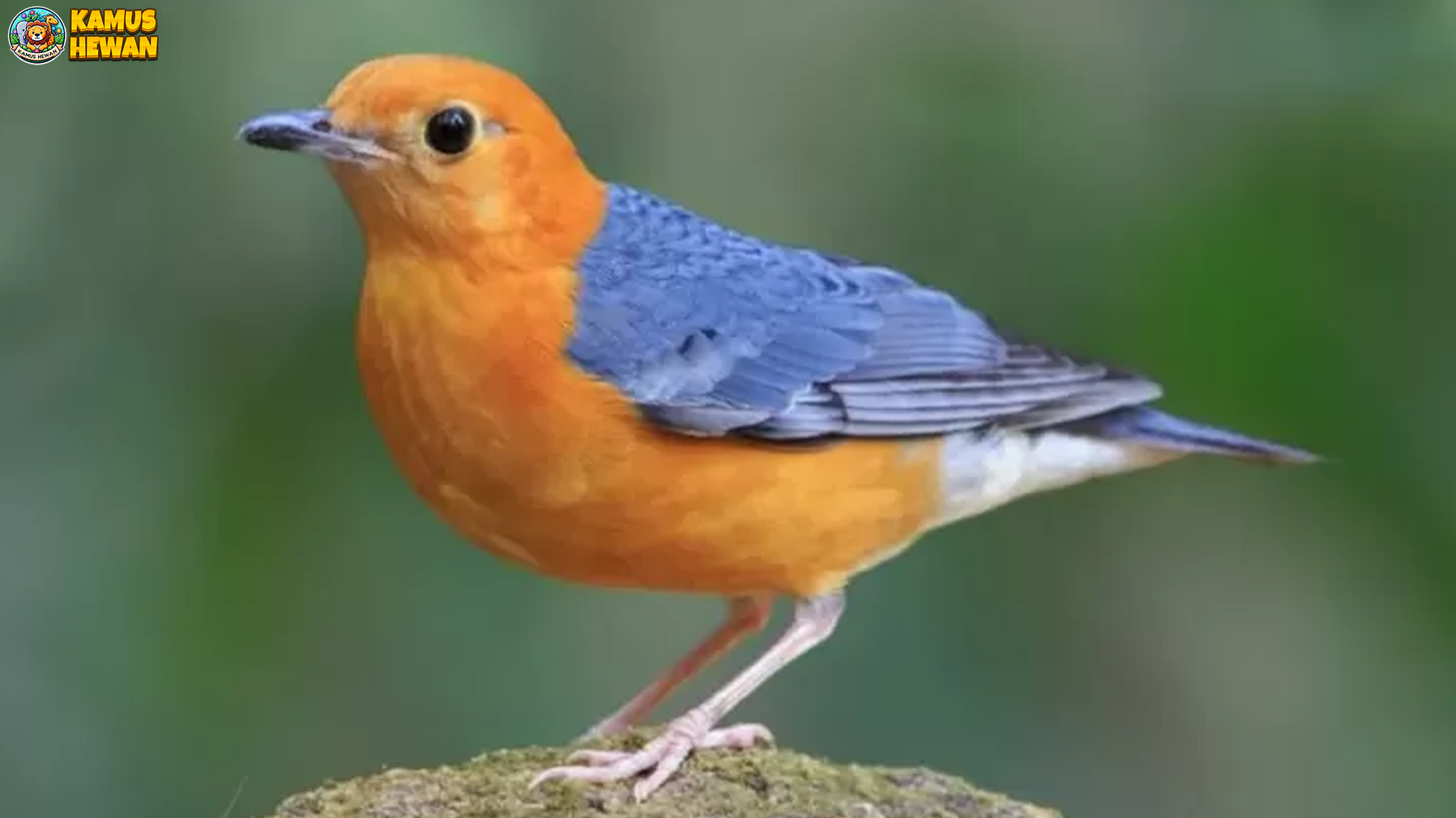 Pesona Burung Anis Merah: Keindahan dan Keunikan Suaranya