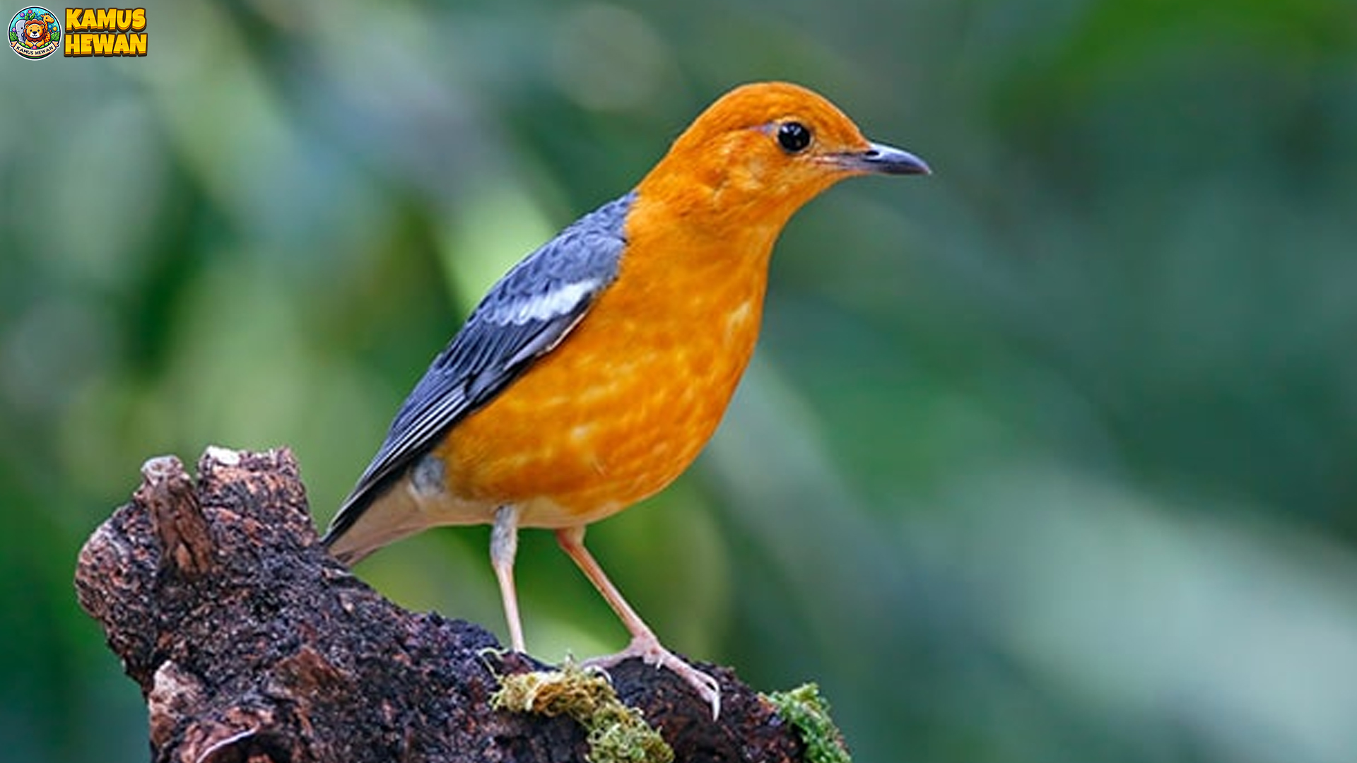 Pesona Burung Anis Merah: Keindahan dan Keunikan Suaranya