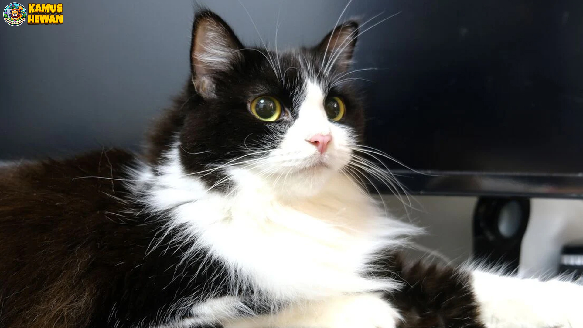 Ragamuffin: Kucing Raksasa yang Penuh Cinta dan Kelembutan 2 Ragamuffin: Kucing Raksasa yang Penuh Cinta dan Kelembutan