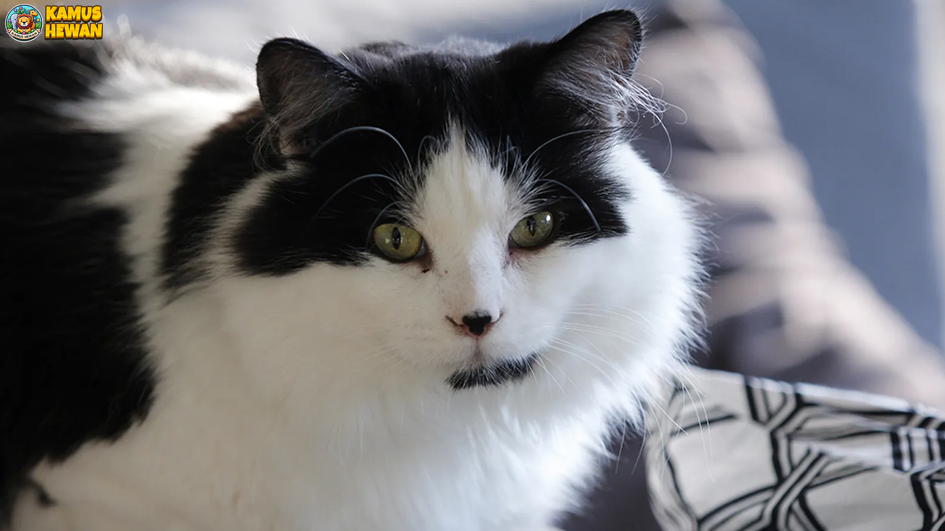 Ragamuffin: Kucing Raksasa yang Penuh Cinta dan Kelembutan 1 Ragamuffin: Kucing Raksasa yang Penuh Cinta dan Kelembutan