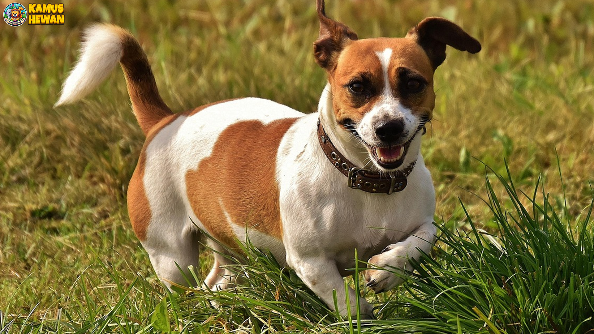 Jack Russell Terrier: Anjing Pintar yang Penuh Semangat