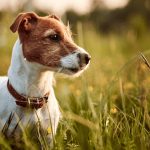 Jack Russell Terrier: Anjing Pintar yang Penuh Semangat