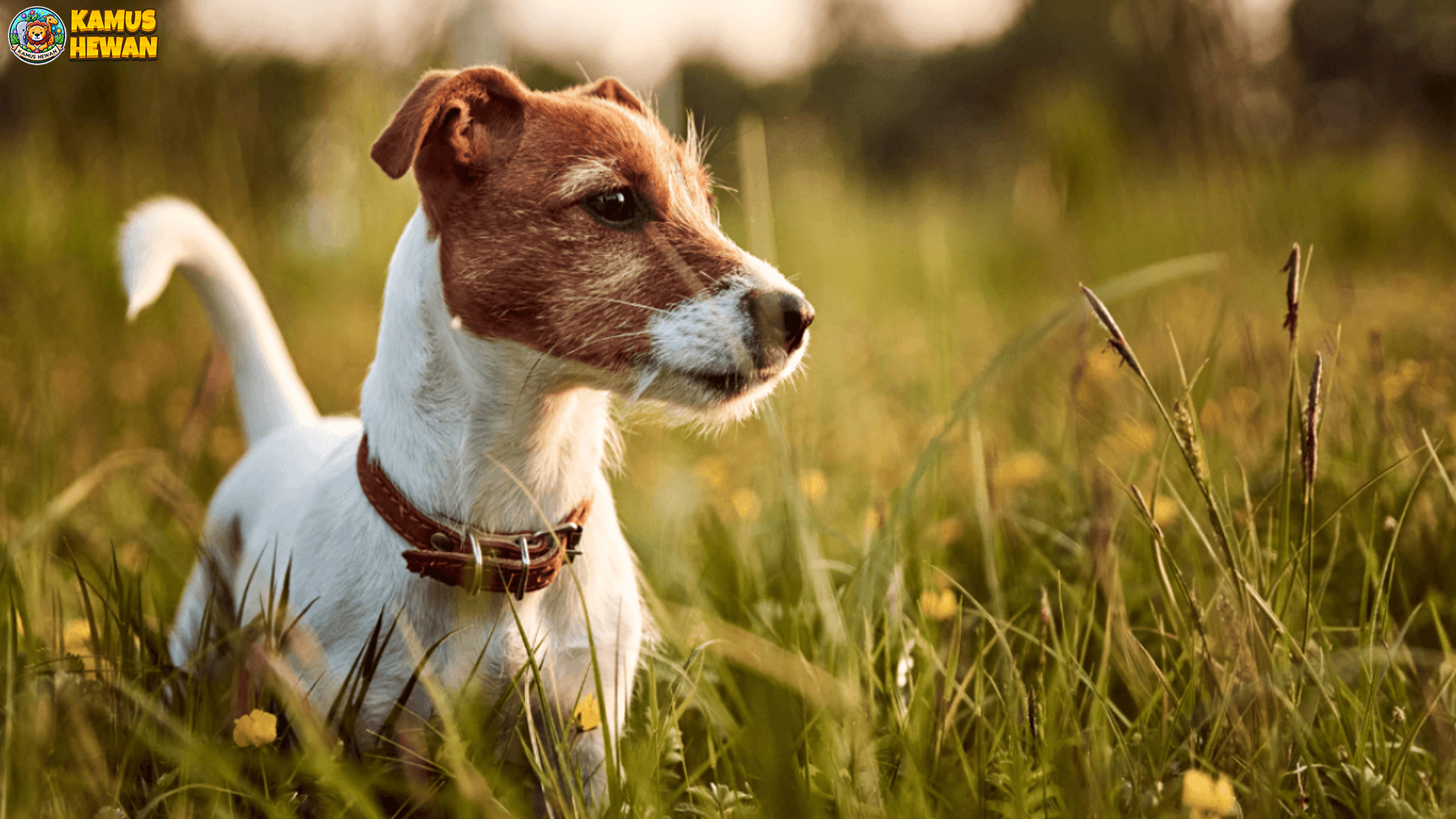 Jack Russell Terrier: Anjing Pintar yang Penuh Semangat