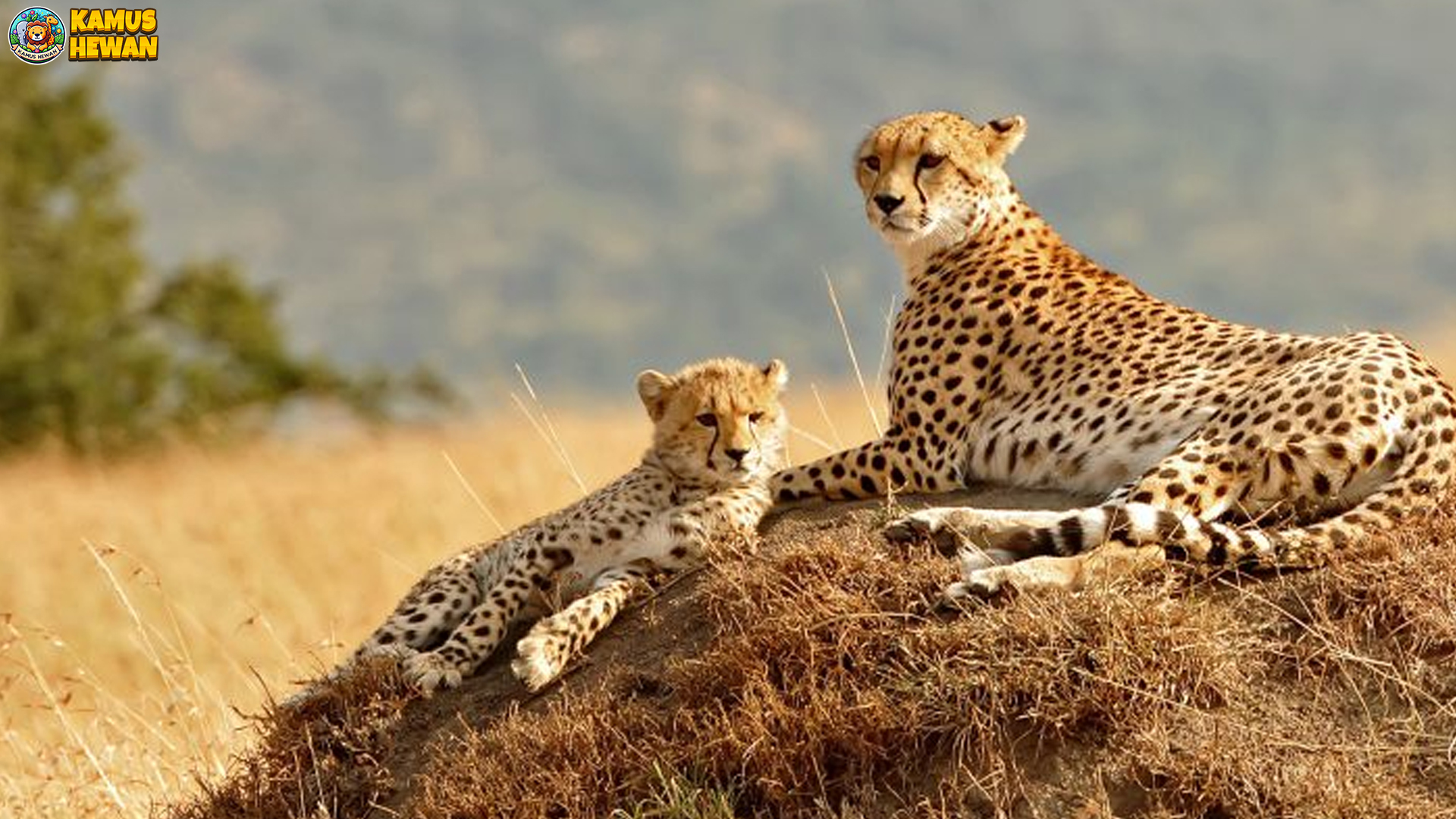 Melacak Jejak Cheetah di Afrika Timur: Si Pemburu Super Cepat