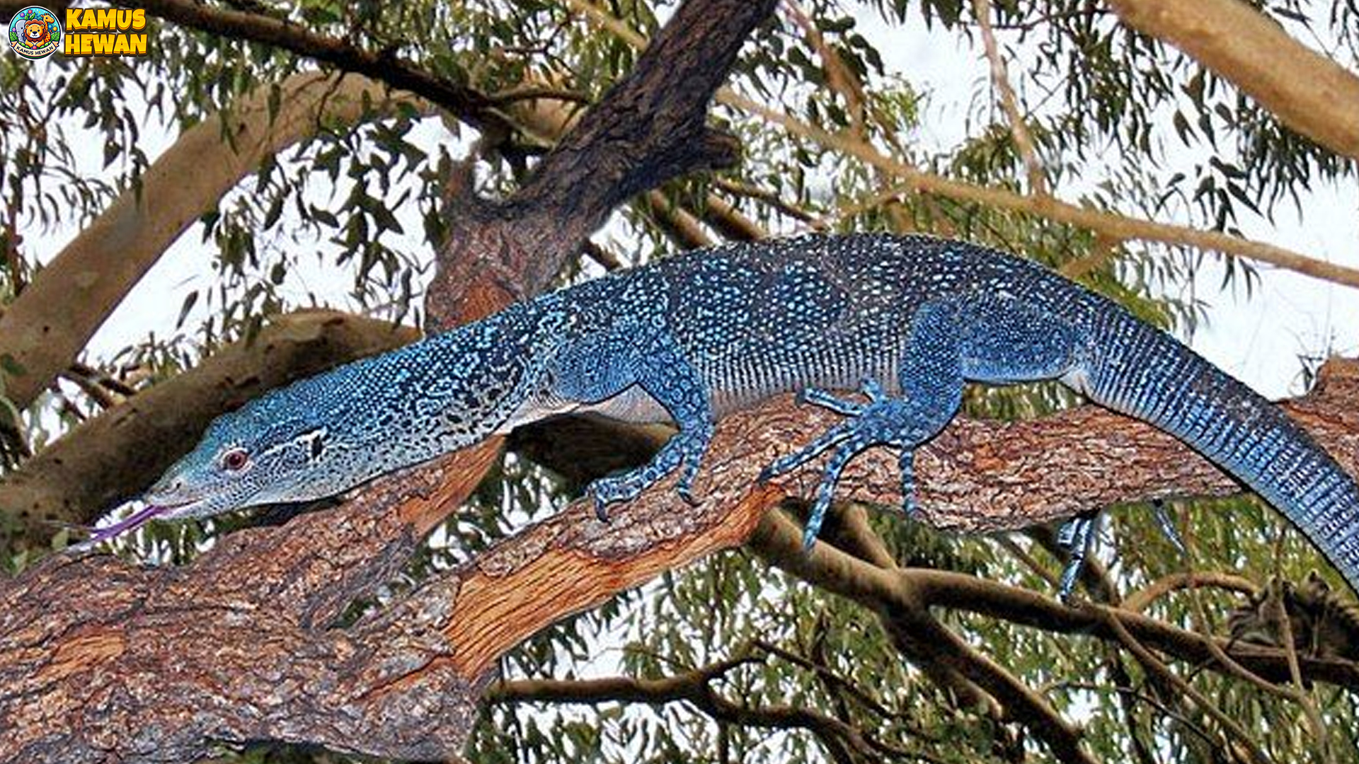 Dari Habitat hingga Perilaku: Kisah Seru Biawak Pohon Tutul Biru
