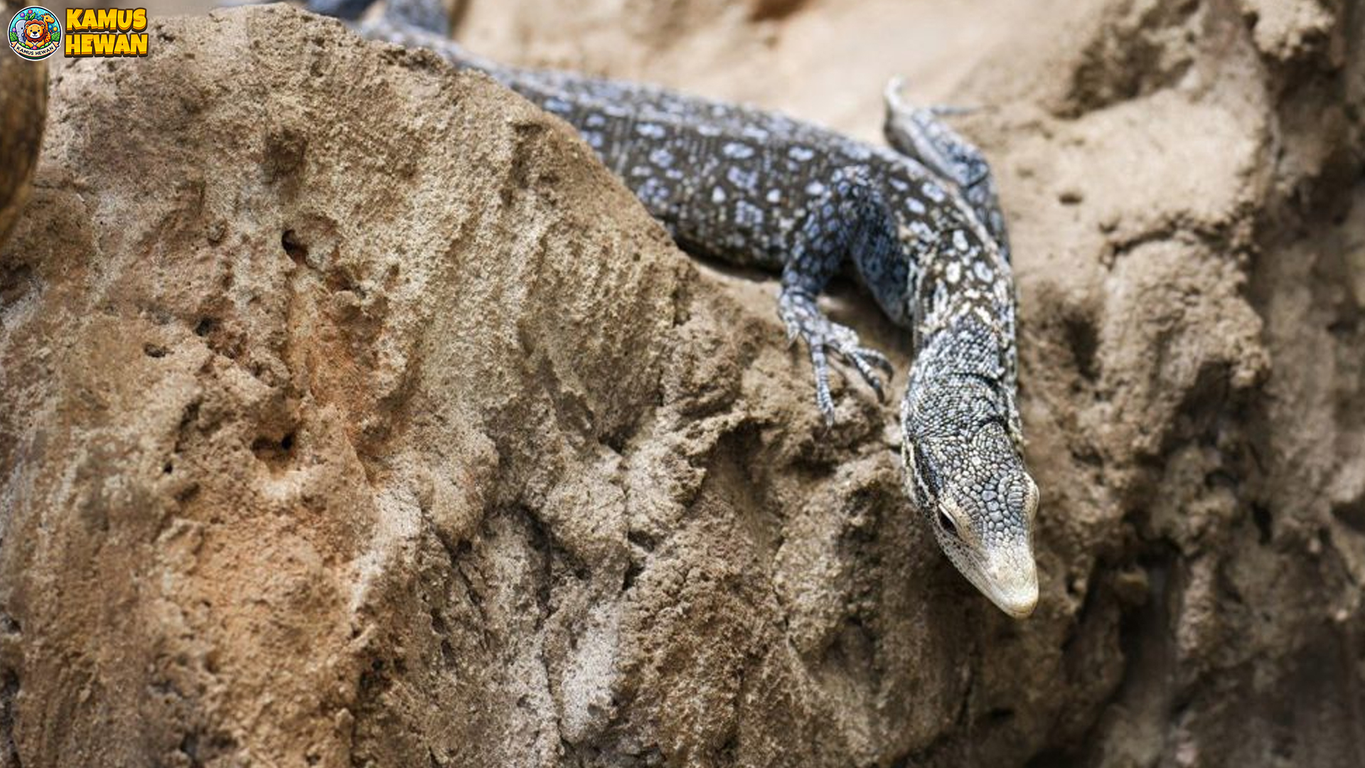 Dari Habitat hingga Perilaku: Kisah Seru Biawak Pohon Tutul Biru