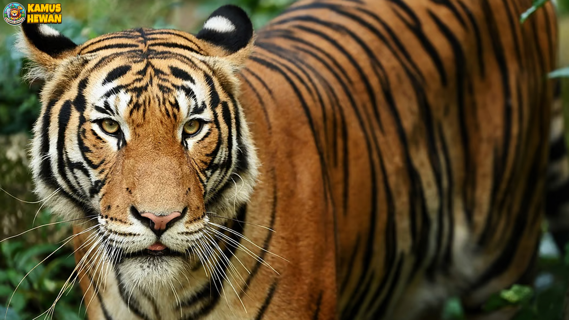 Mengenal Harimau Malaya: Predator Legendaris Terancam Punah