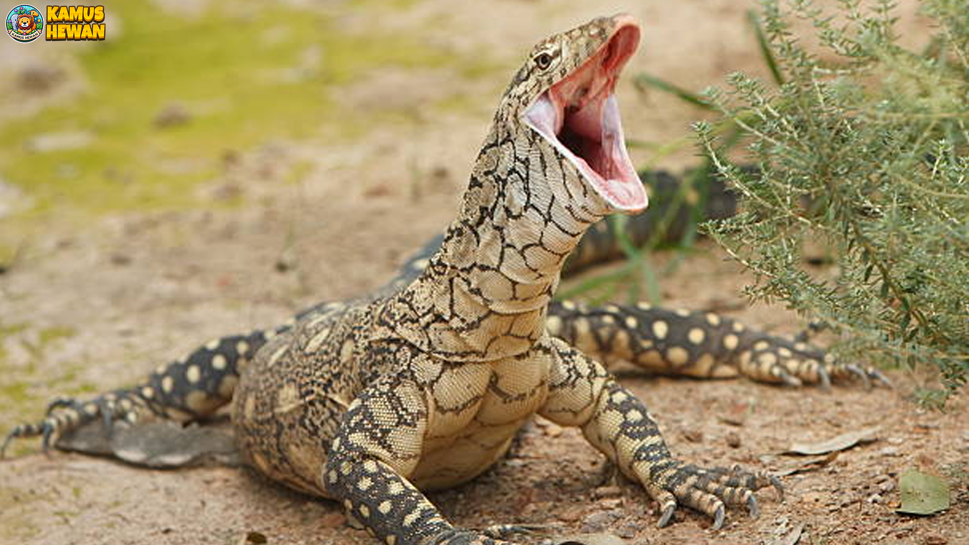 Mengenal Biawak Perentie: Pemburu Tangguh dari Australia