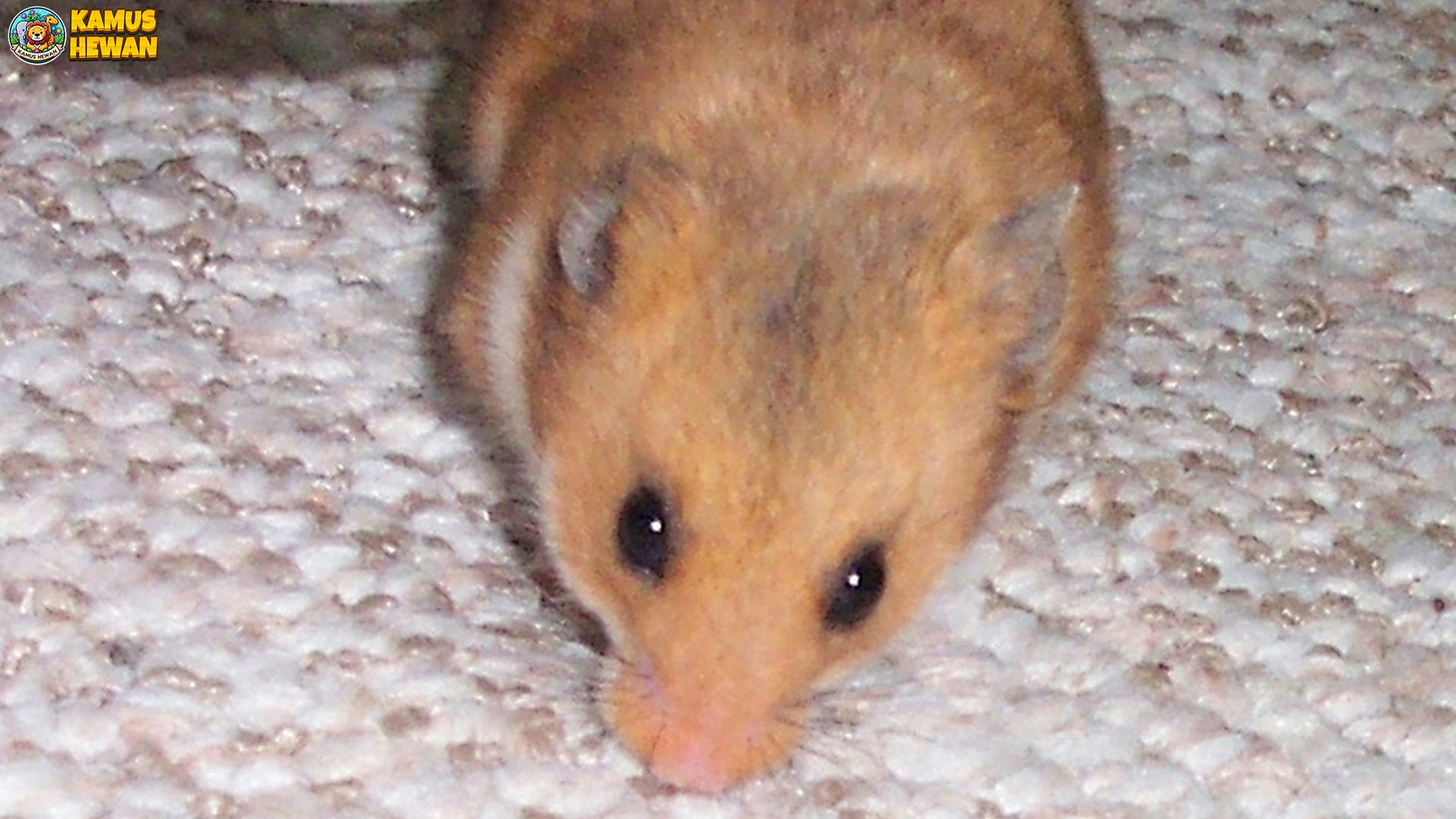 Mengenal Mesocricetus: Hamster Menawan dan Penuh Kejutan