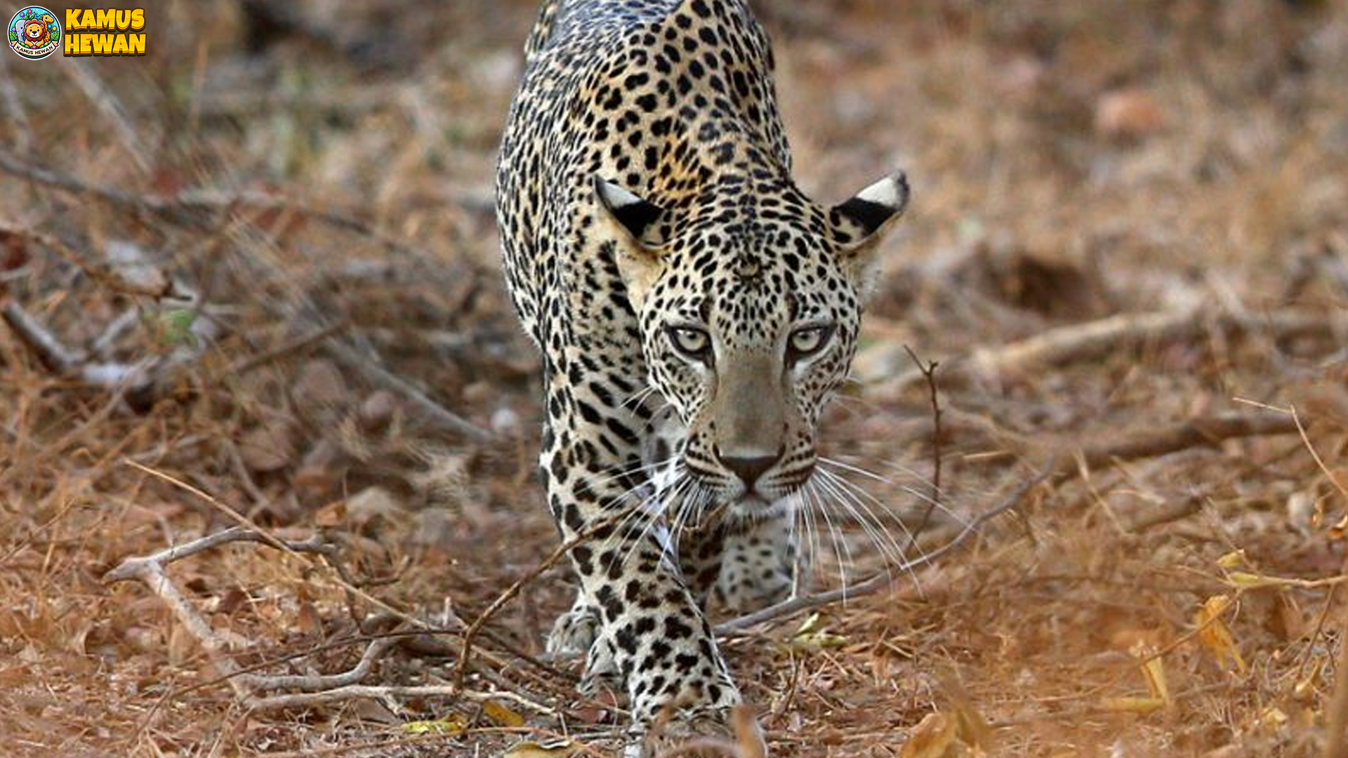 Macan Tutul India: Antara Mitologi dan Realita Kehidupan Liar