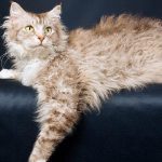 LaPerm, Kucing dengan Rambut Kribo yang Menggemaskan