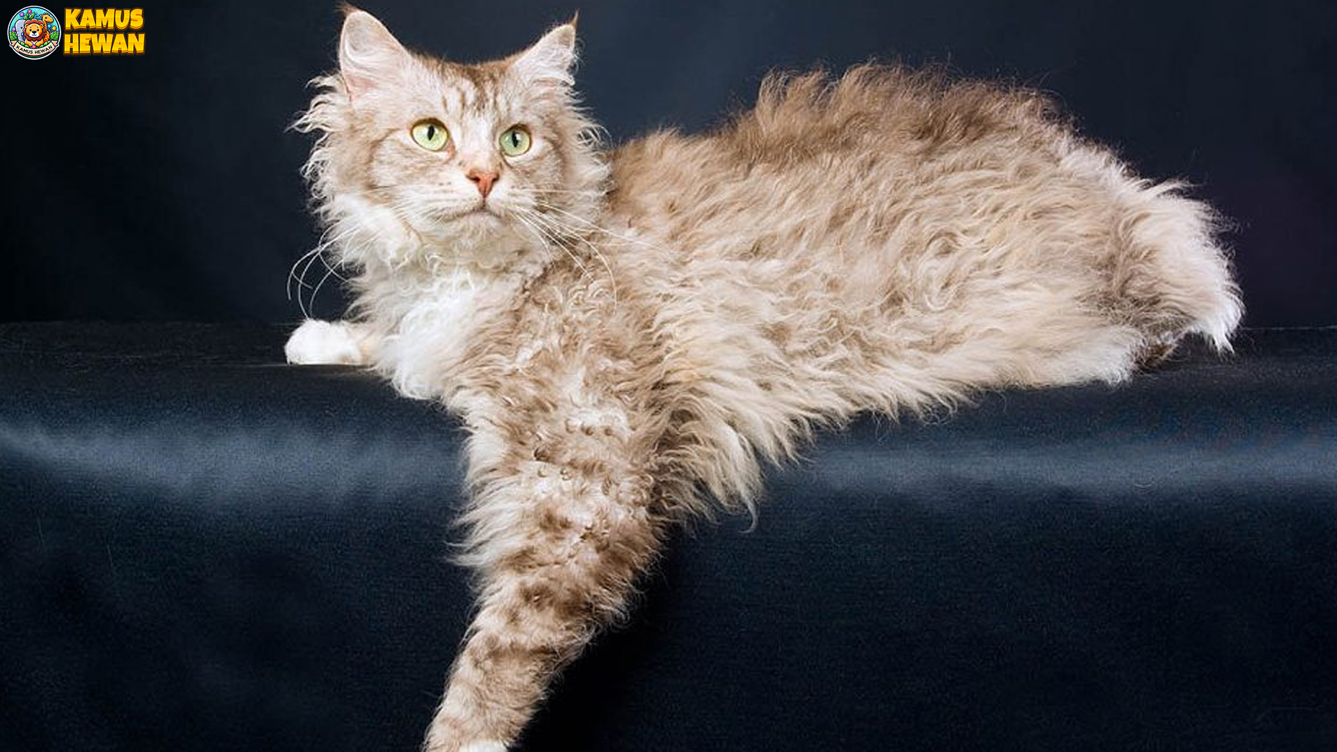 LaPerm, Kucing dengan Rambut Kribo yang Menggemaskan