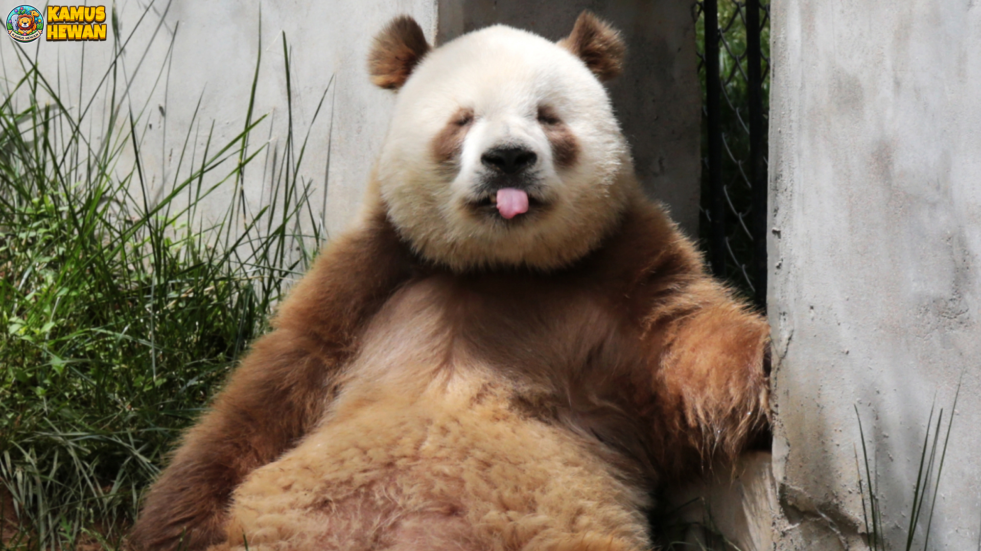 Panda Qinling: Keajaiban Alam yang Terancam Punah
