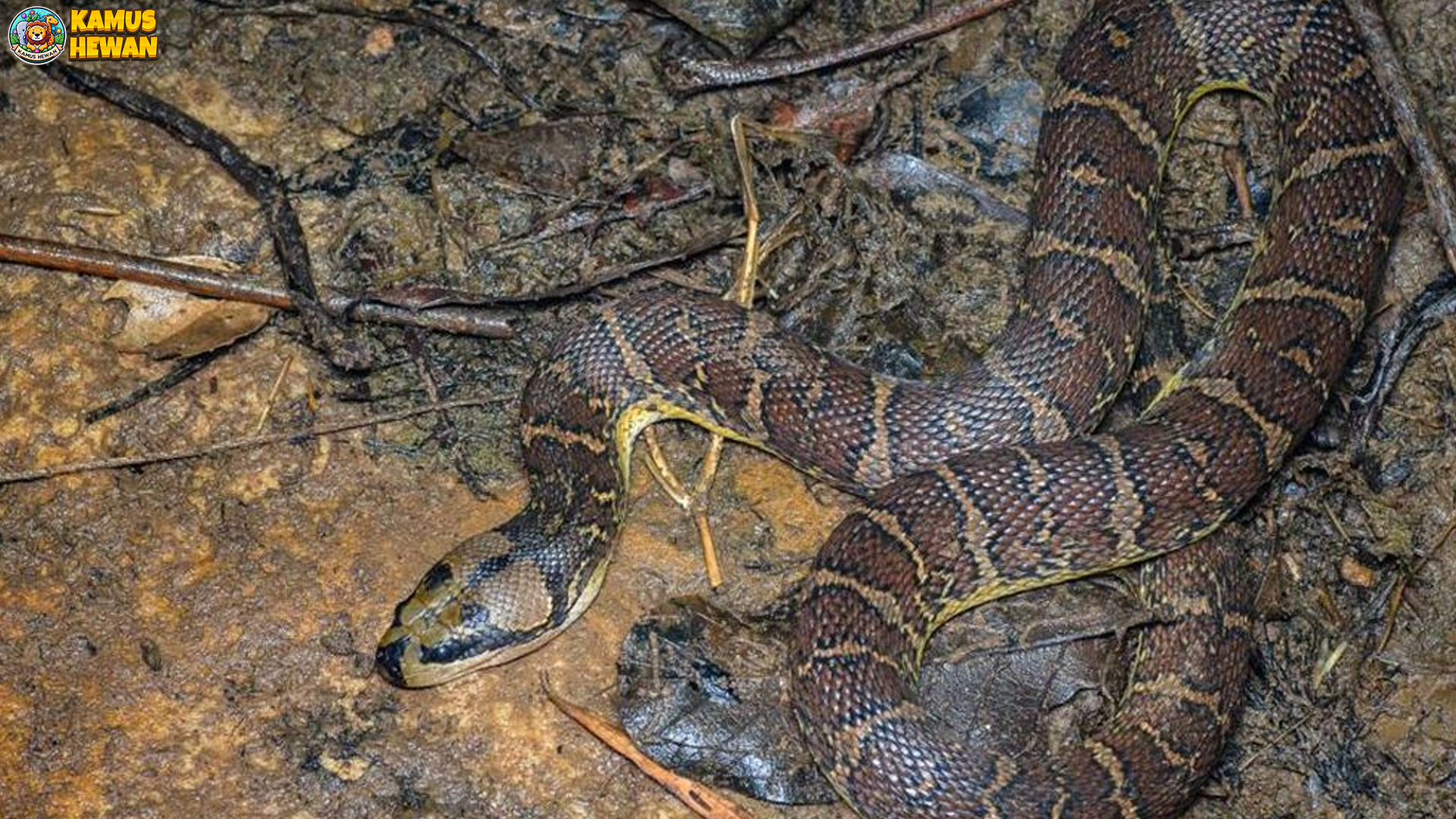 Ular Kadut: Bentuk dan Pola yang Bikin Mangsa Kebingungan