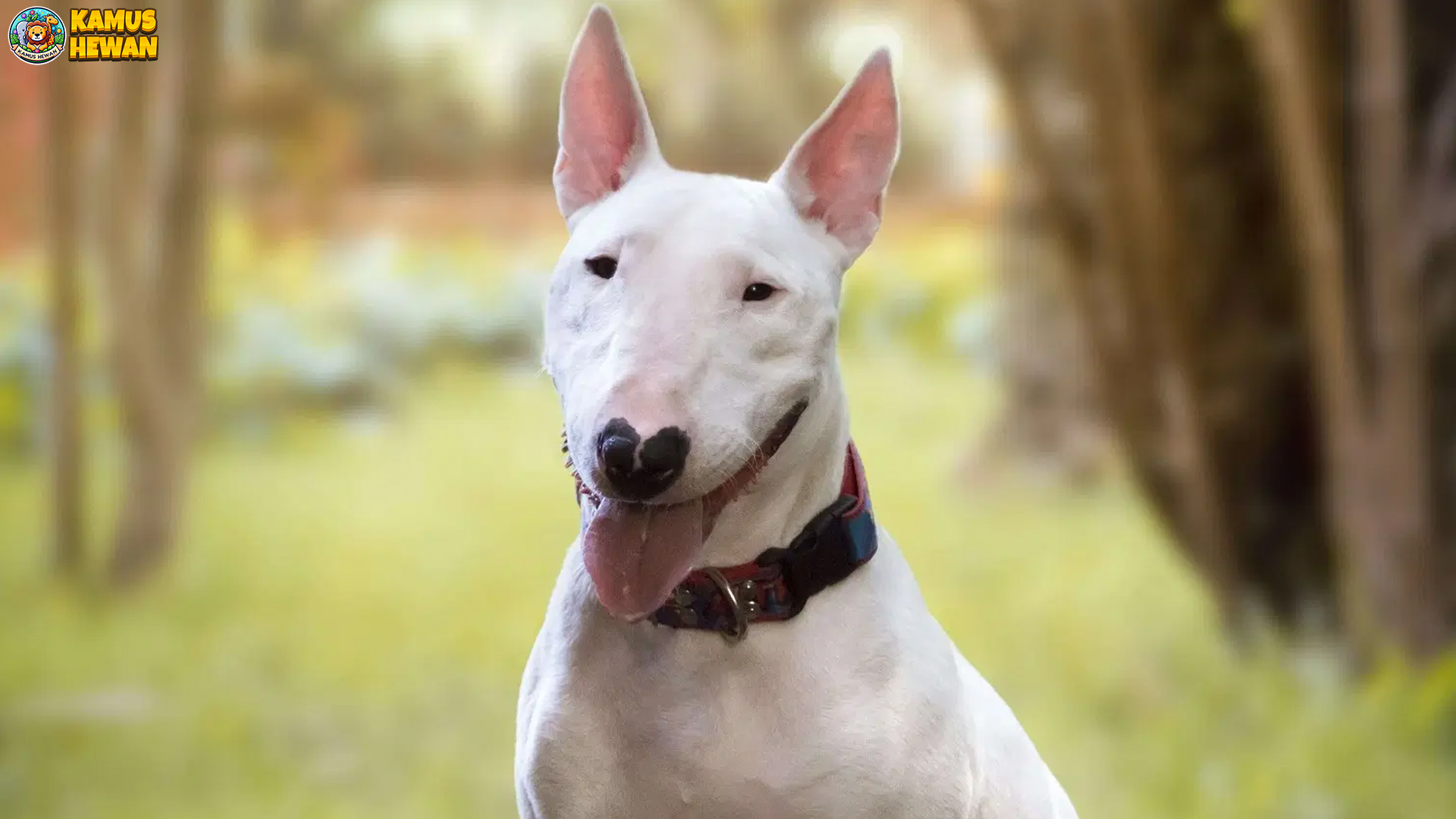 Keunikan Fisik Bull Terrier yang Membuatnya Mudah Dikenali