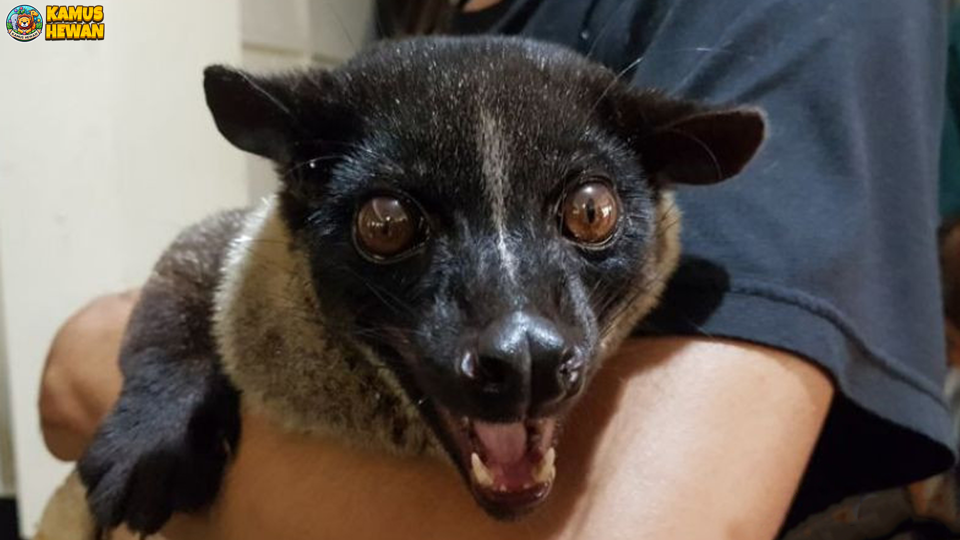 Mengenal Musang Akar: Si Kecil Lincah dari Alam Tropis