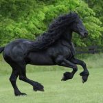 Mengenal Lebih Dekat Kuda Friesian: Asal Usul dan Ciri Khasnya