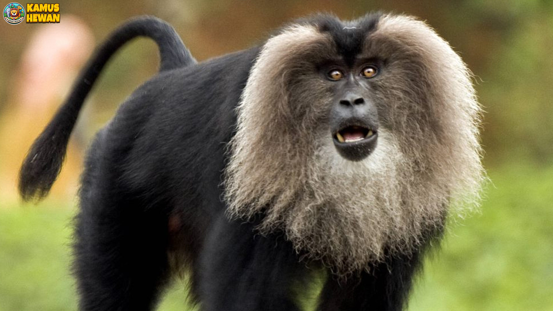 Makaka Ekor Singa, Sosok Primata dengan Ekor Mirip Raja Hutan