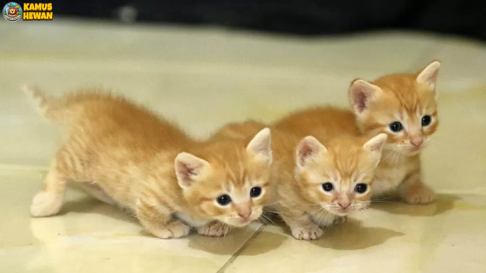 Kucing Munchkin: Si Pendek Menggemaskan yang Penuh Gaya