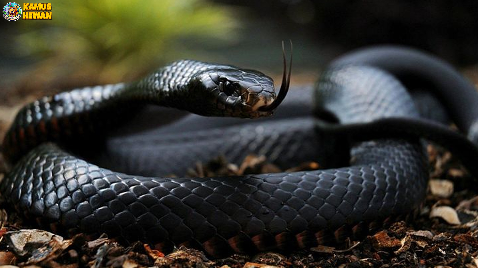 Rahasia Mamba Hitam: Ular Lincah dengan Bisa Mematikan