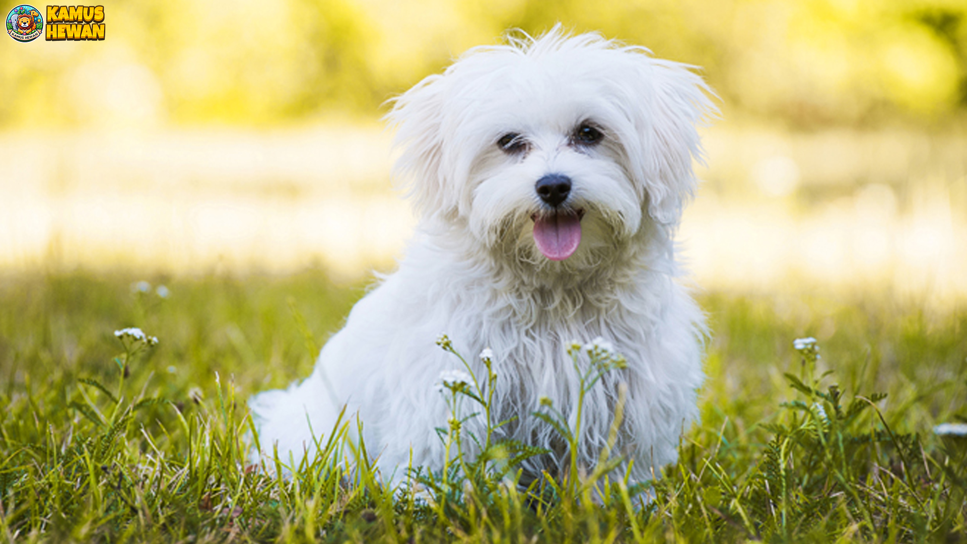 Mengulik Sisi Lucu dan Menggemaskan dari Anjing Maltese