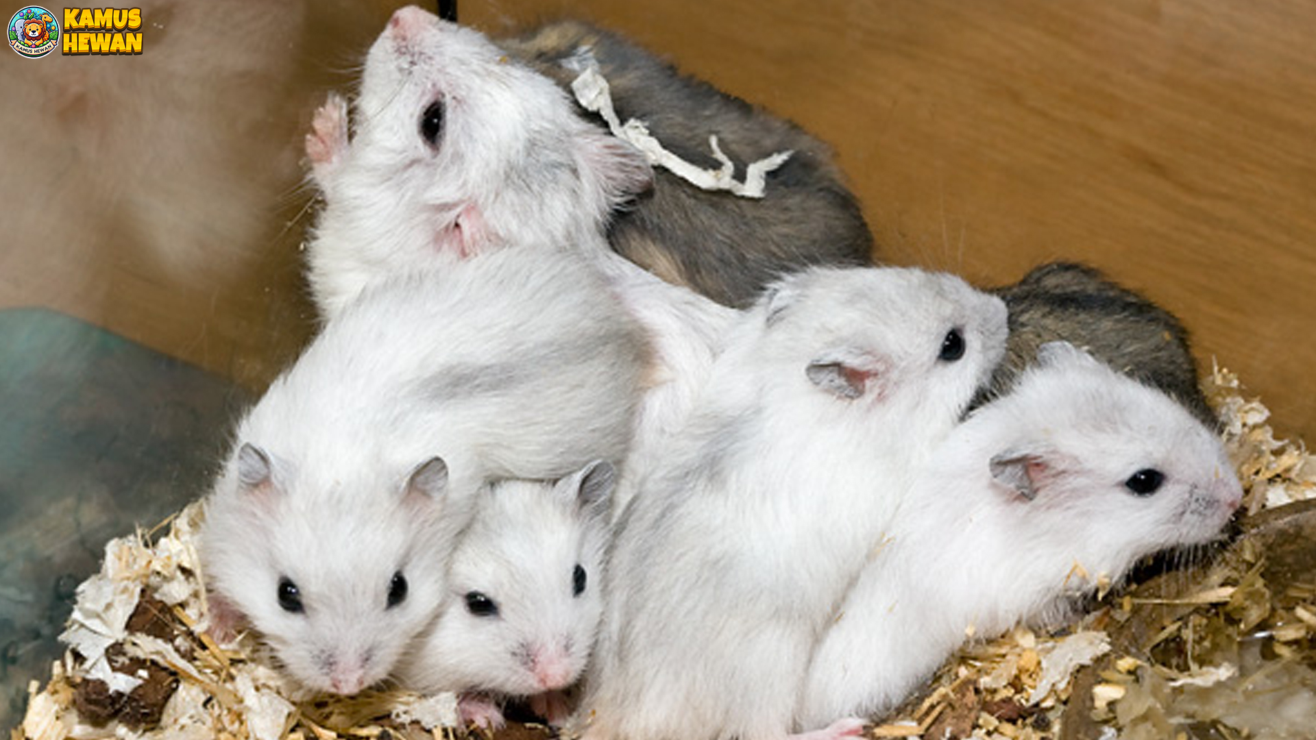 Mengenal Hamster Kerdil Putih Rusia: Si Mini Berbulu Salju 2 25 28