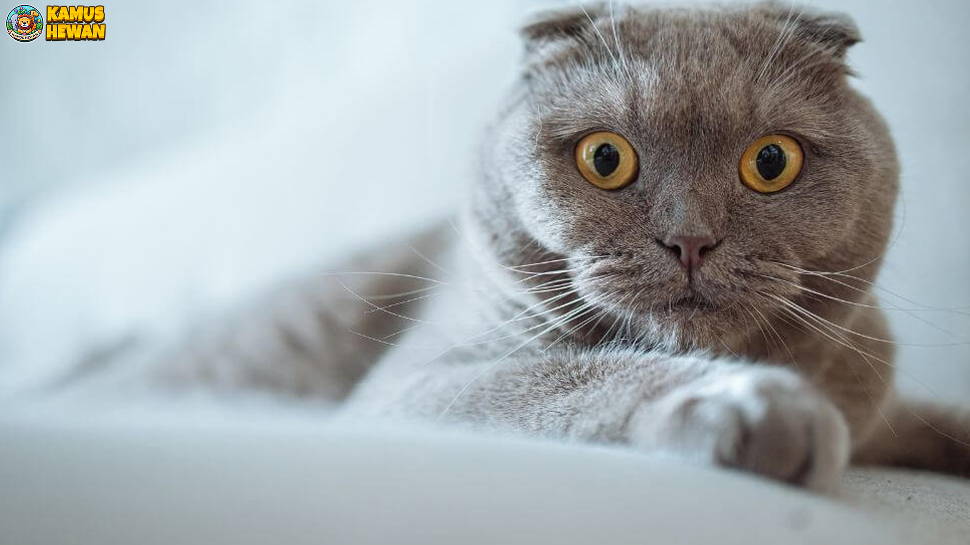 Mengenal Scottish Fold: Kucing Unik dengan Telinga Terlipat