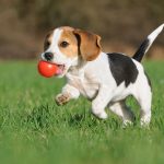 Kenapa Beagle Bisa Jadi Pilihan Anjing Keluarga yang Ideal