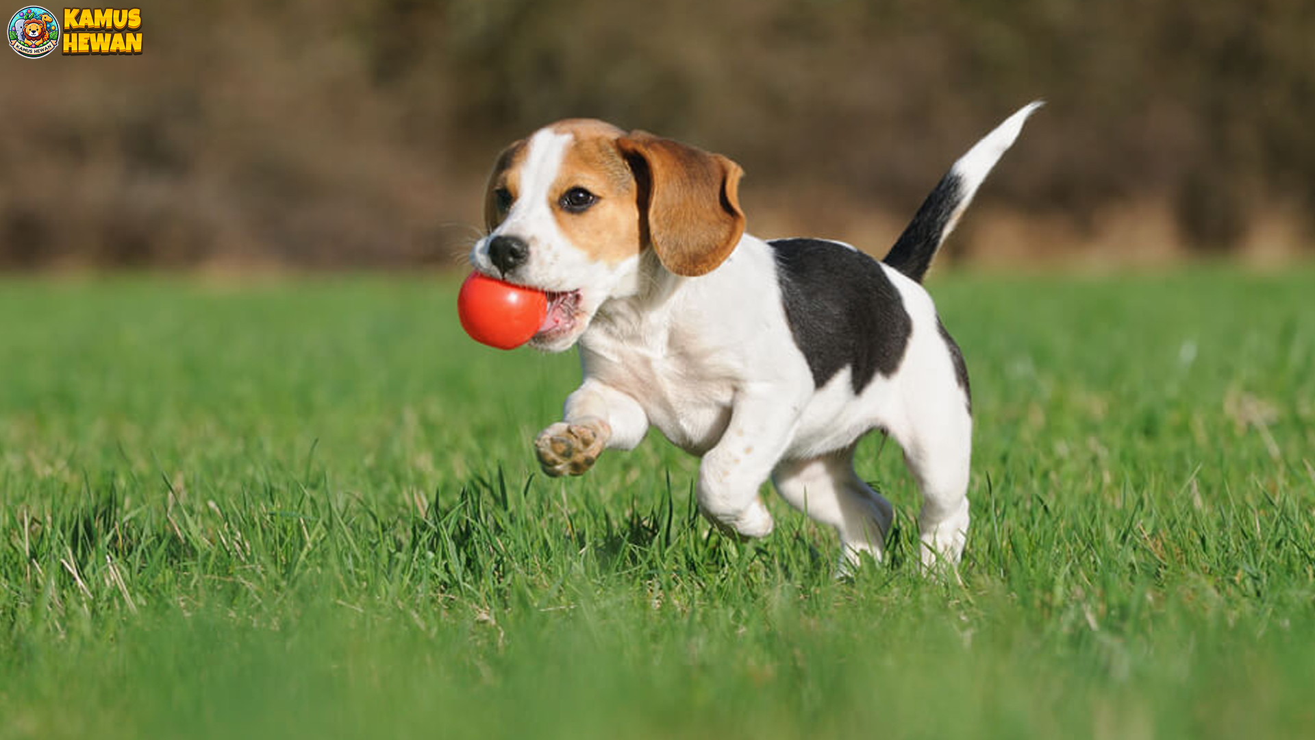 Kenapa Beagle Bisa Jadi Pilihan Anjing Keluarga yang Ideal