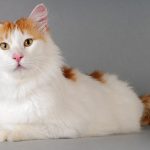 Kucing Van Turki: Kucing yang Memiliki Keistimewaan & Ciri Khas