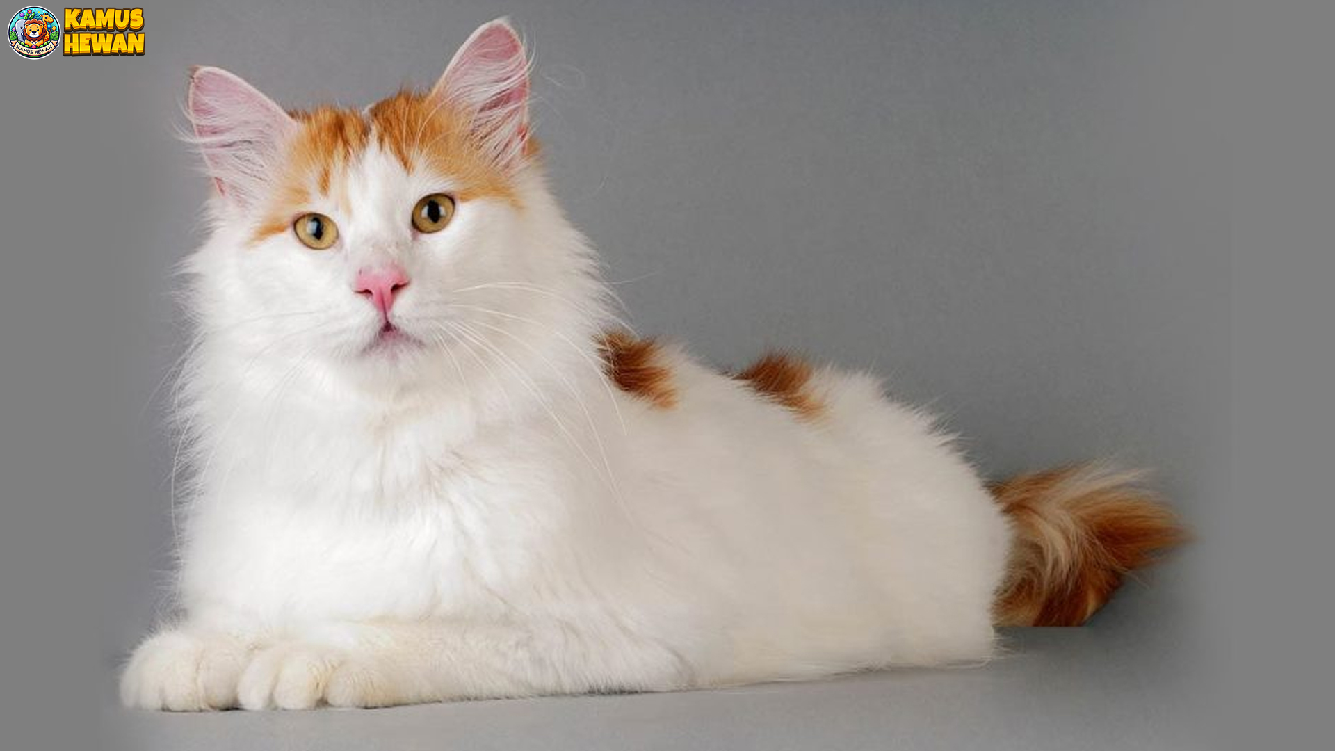 Kucing Van Turki: Kucing yang Memiliki Keistimewaan & Ciri Khas