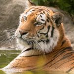 Mengenal Harimau Malaya: Predator Legendaris Terancam Punah