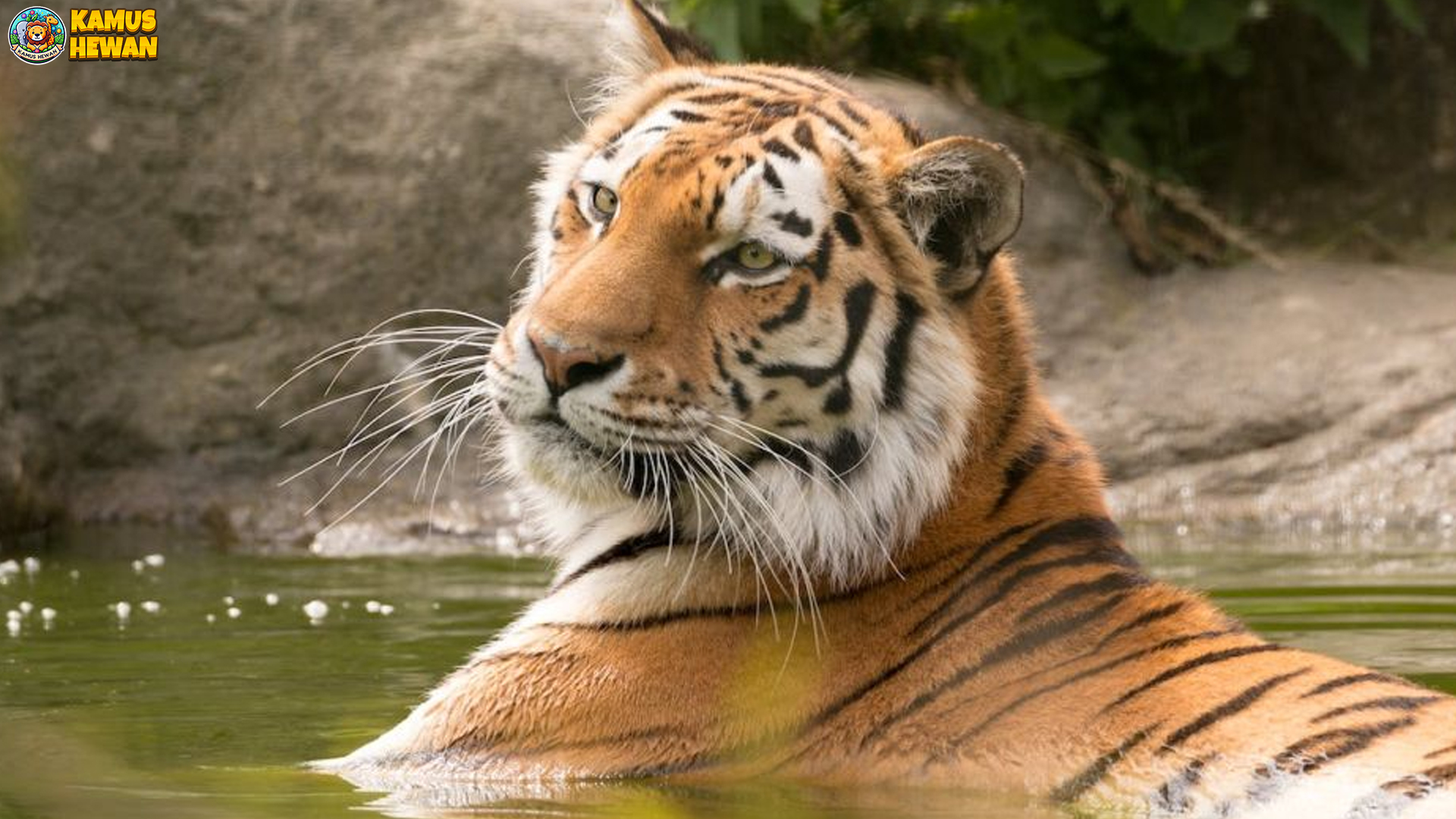 Mengenal Harimau Malaya: Predator Legendaris Terancam Punah
