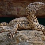 Mengenal Biawak Perentie: Pemburu Tangguh dari Australia