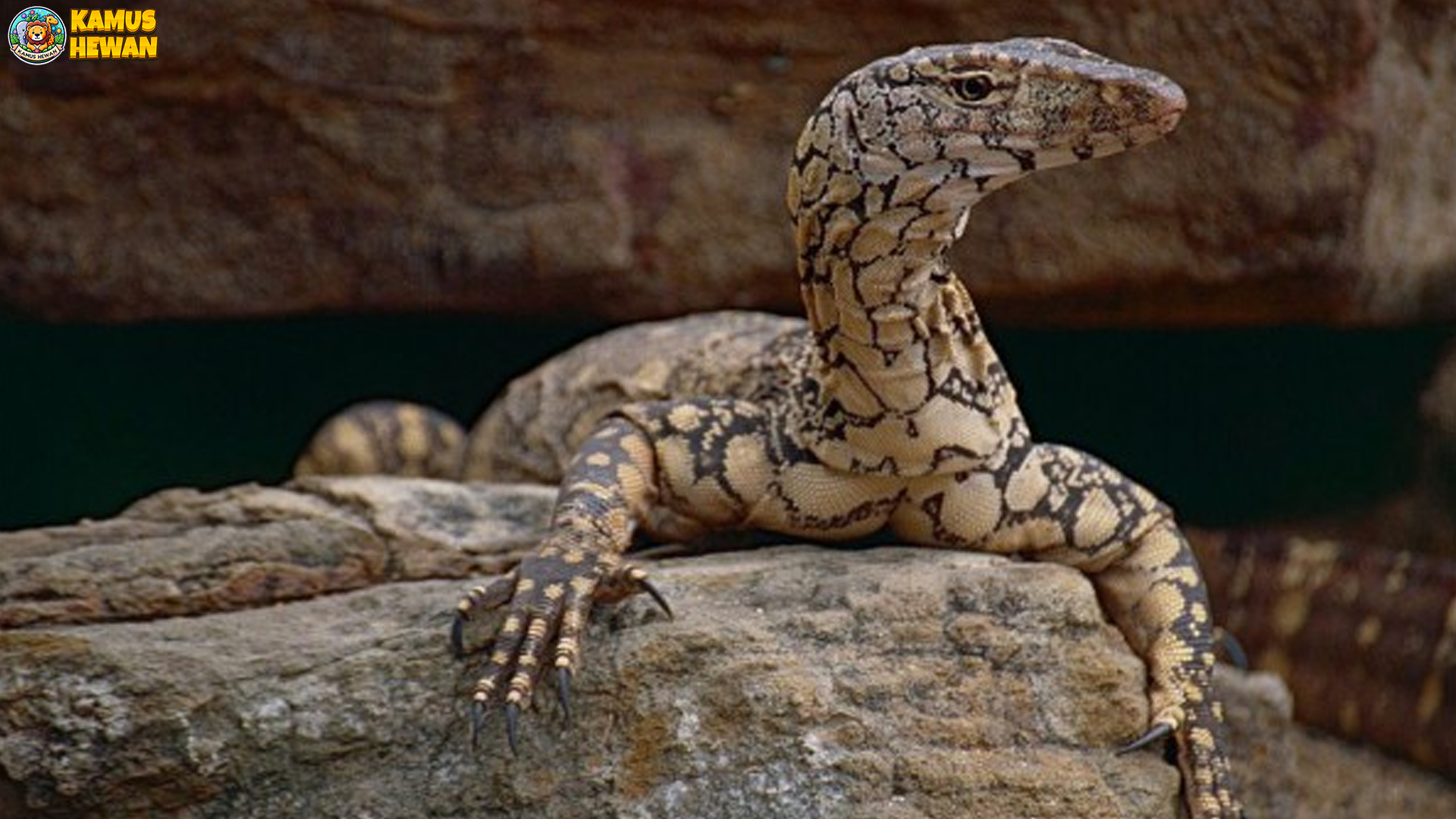 Mengenal Biawak Perentie: Pemburu Tangguh dari Australia