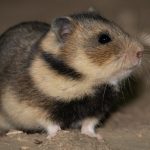 Mengenal Mesocricetus: Hamster Menawan dan Penuh Kejutan