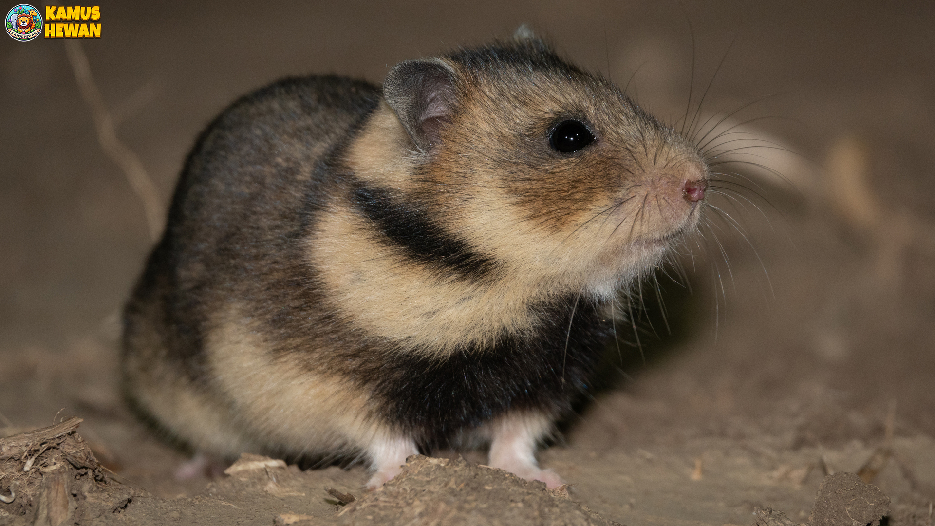 Mengenal Mesocricetus: Hamster Menawan dan Penuh Kejutan