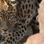 Macan Tutul India: Antara Mitologi dan Realita Kehidupan Liar