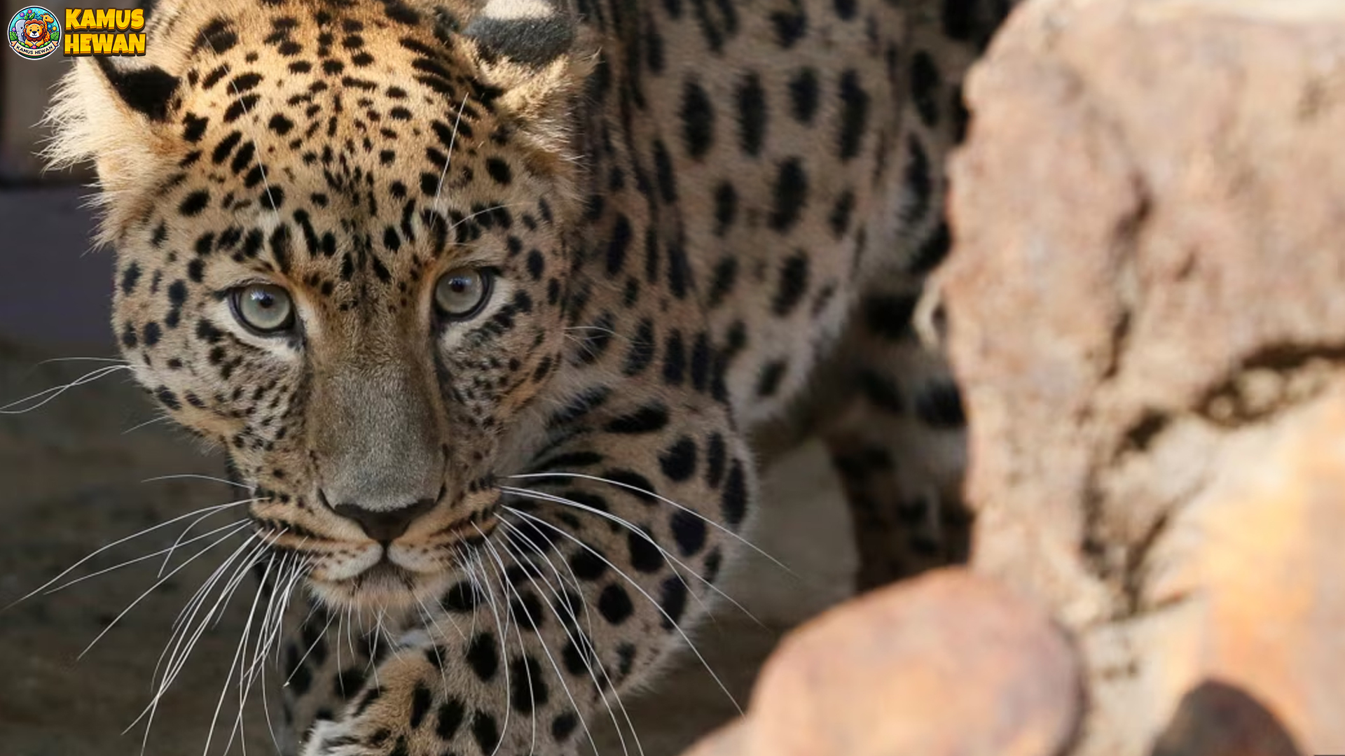 Macan Tutul India: Antara Mitologi dan Realita Kehidupan Liar